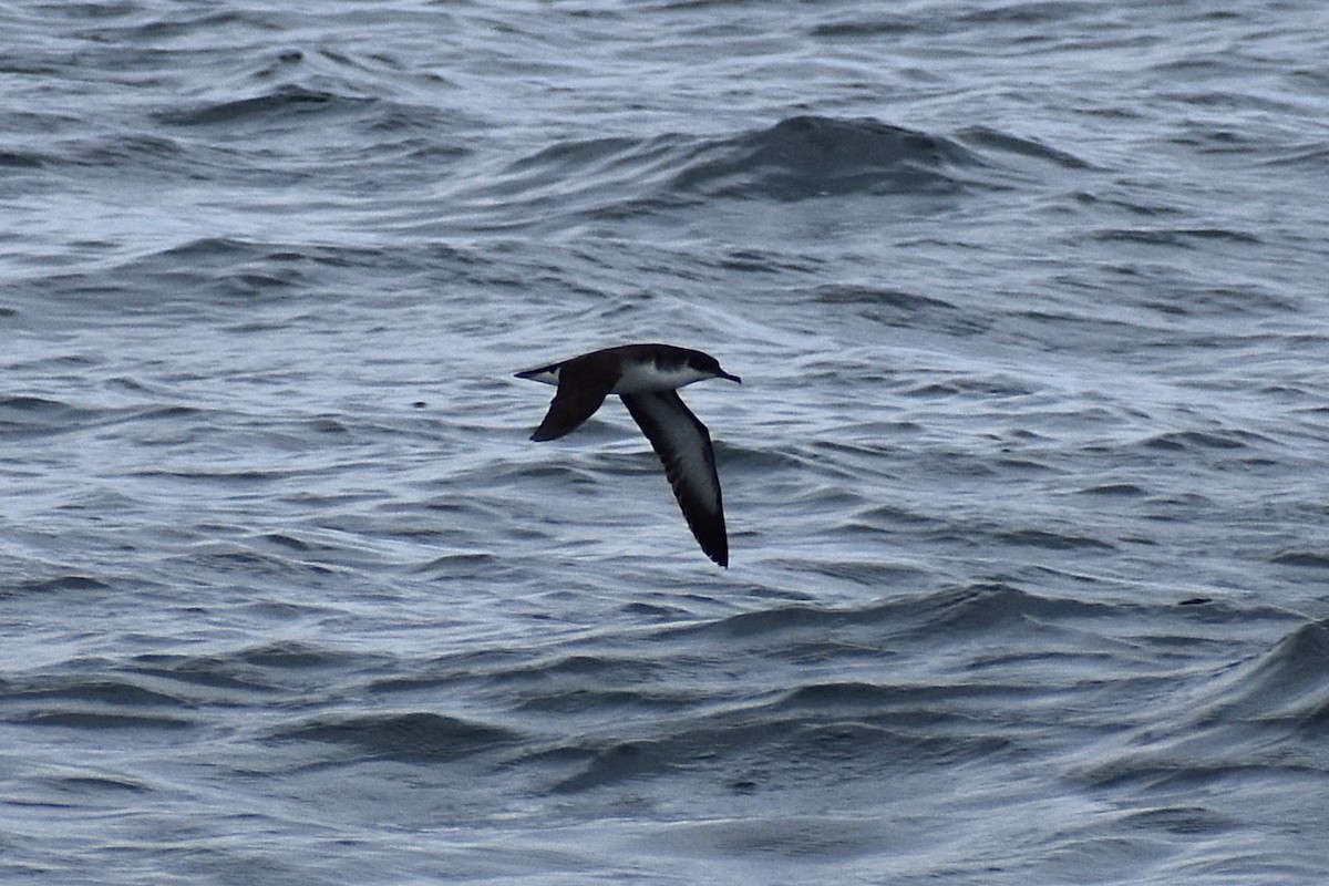Manx Shearwater - ML623214435