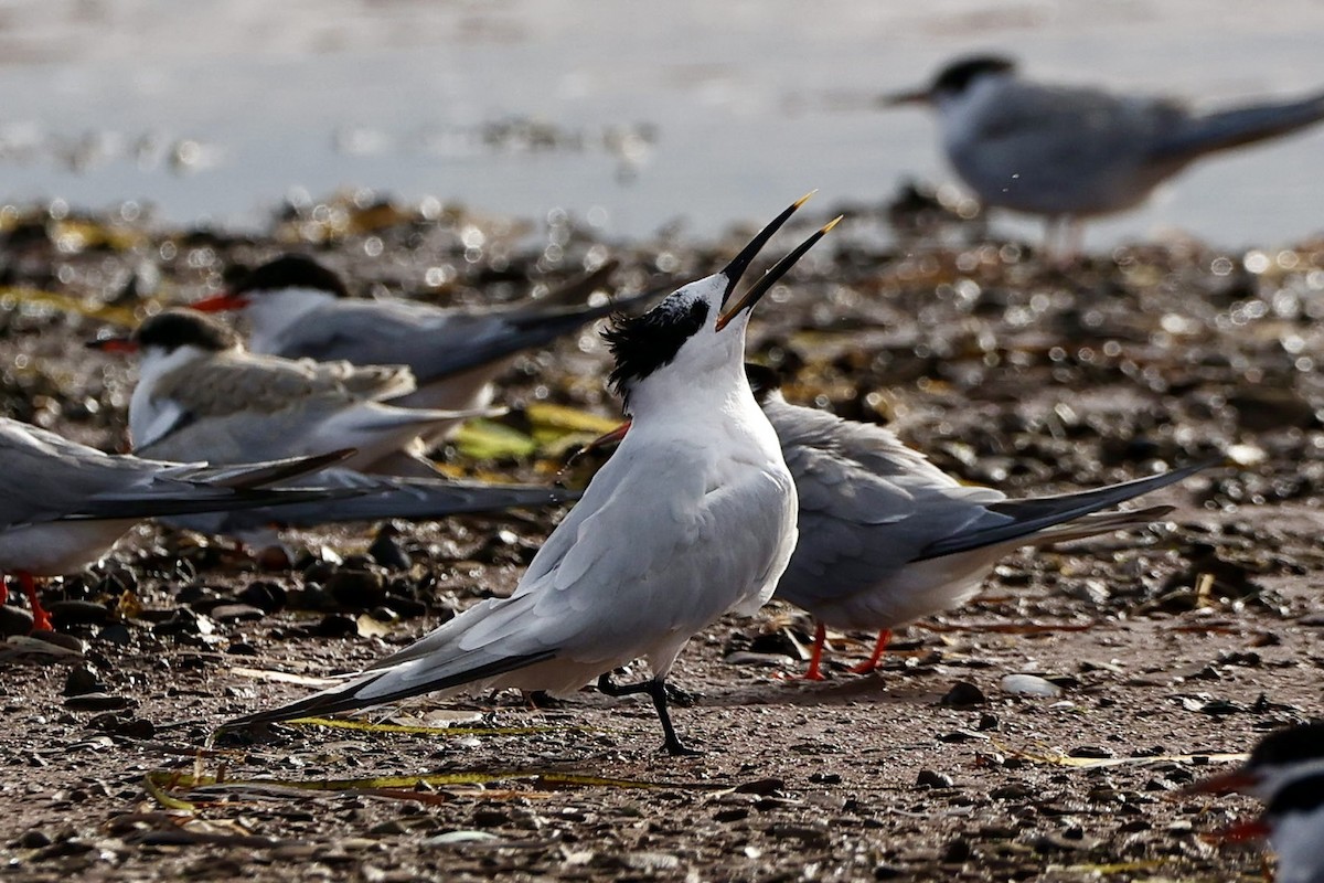 Sandwich Tern - ML623214451