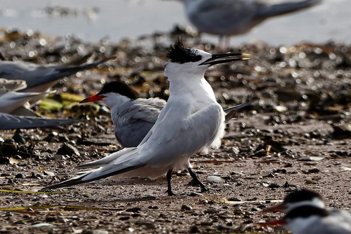 Sandwich Tern - ML623214452