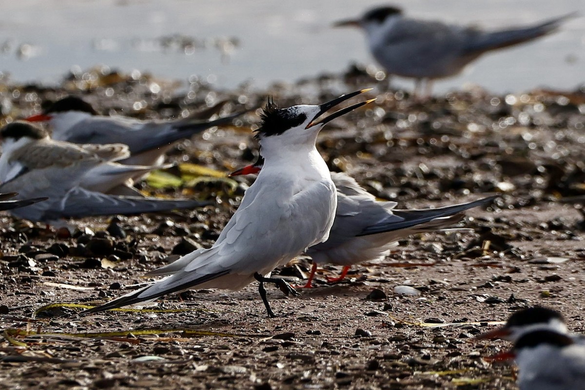 Sandwich Tern - ML623214453