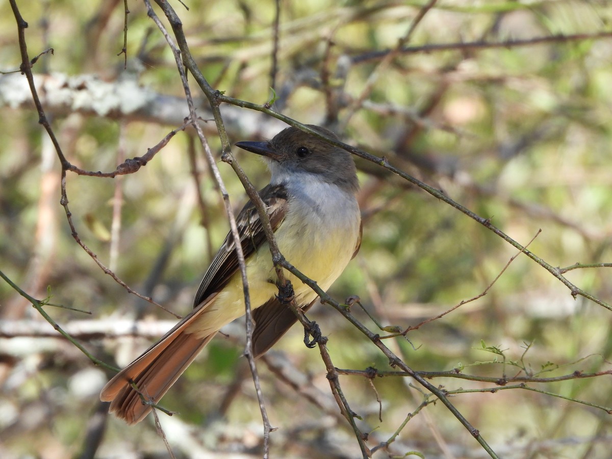 Brown-crested Flycatcher - ML623214455