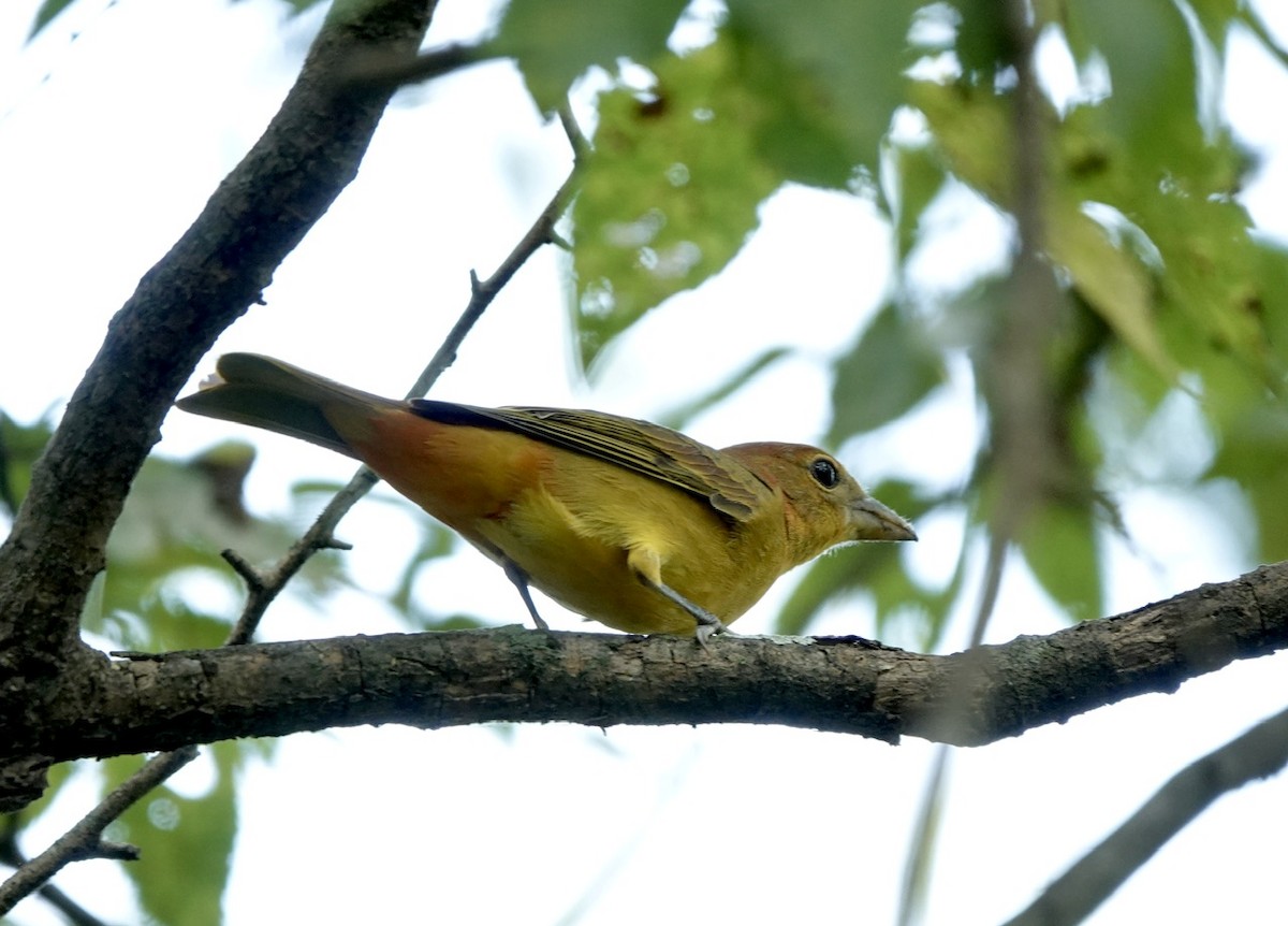 Summer Tanager - ML623214457