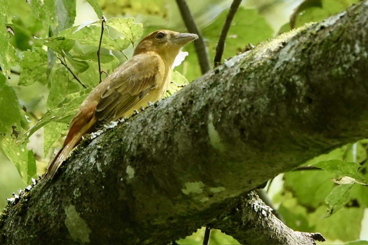 Summer Tanager - ML623214458
