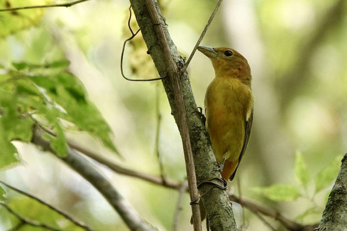 Summer Tanager - ML623214459