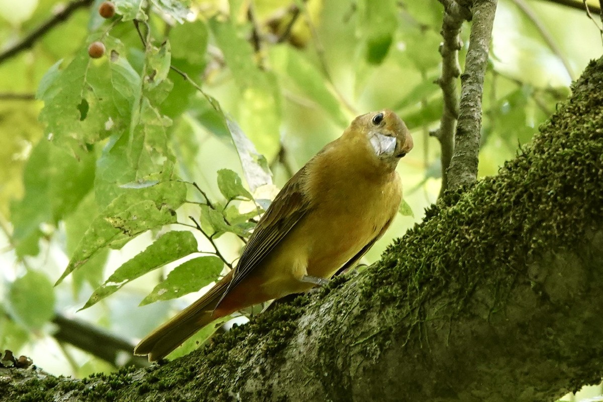 Summer Tanager - ML623214462