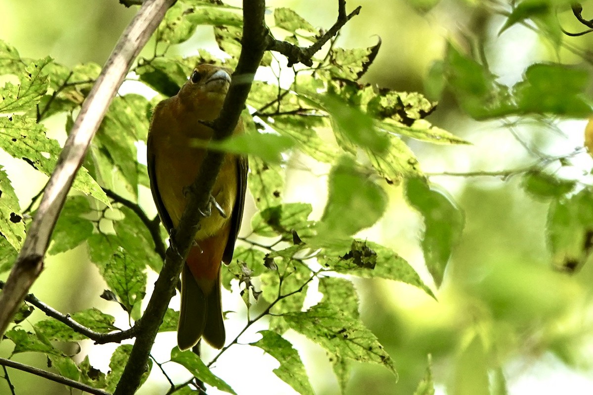 Summer Tanager - ML623214463