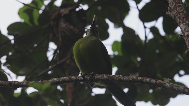 Groove-billed Toucanet - ML623214467