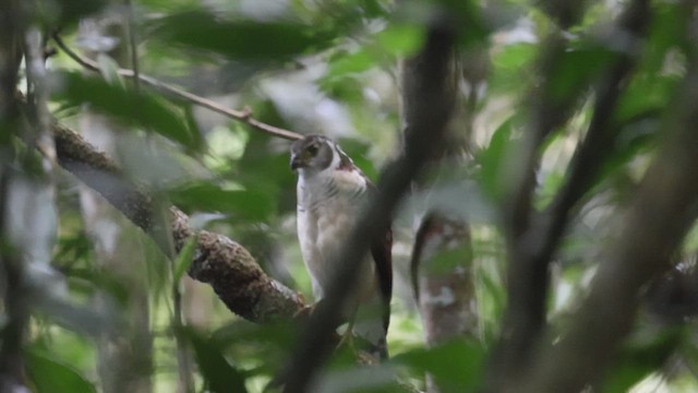 Barred Forest-Falcon - ML623214472