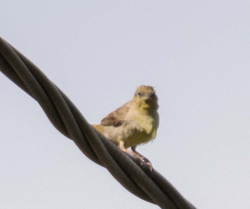 Greenish Yellow-Finch - ML623214508