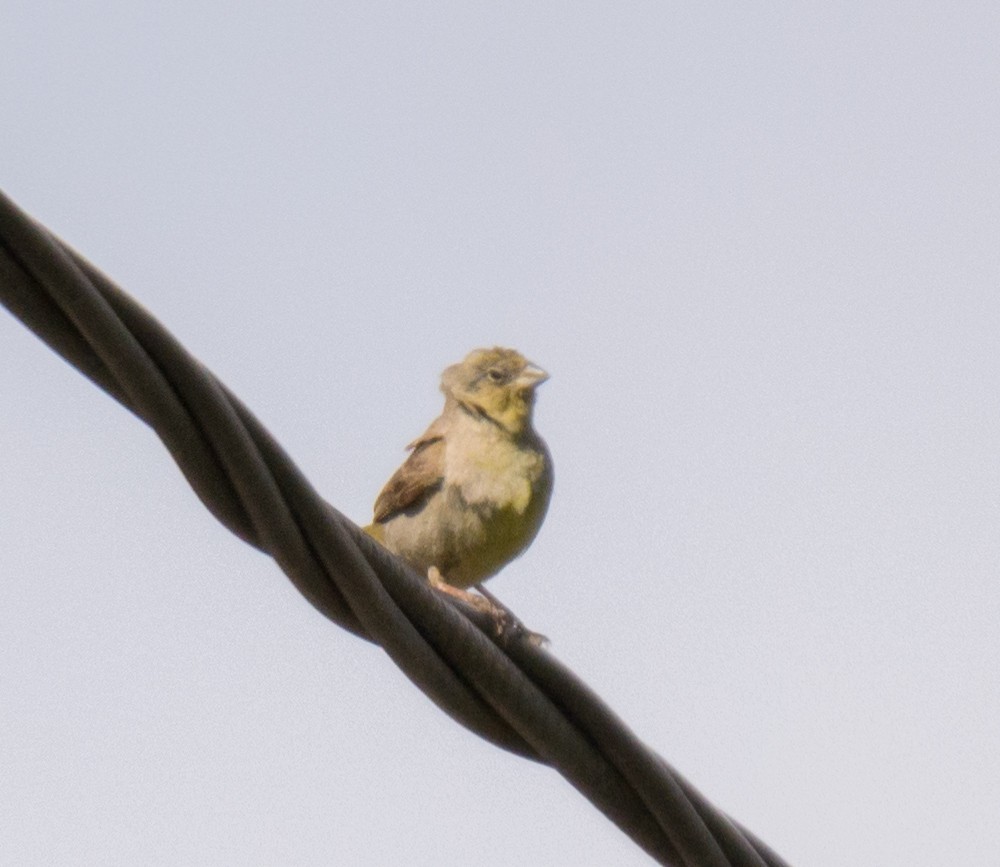 Greenish Yellow-Finch - ML623214509