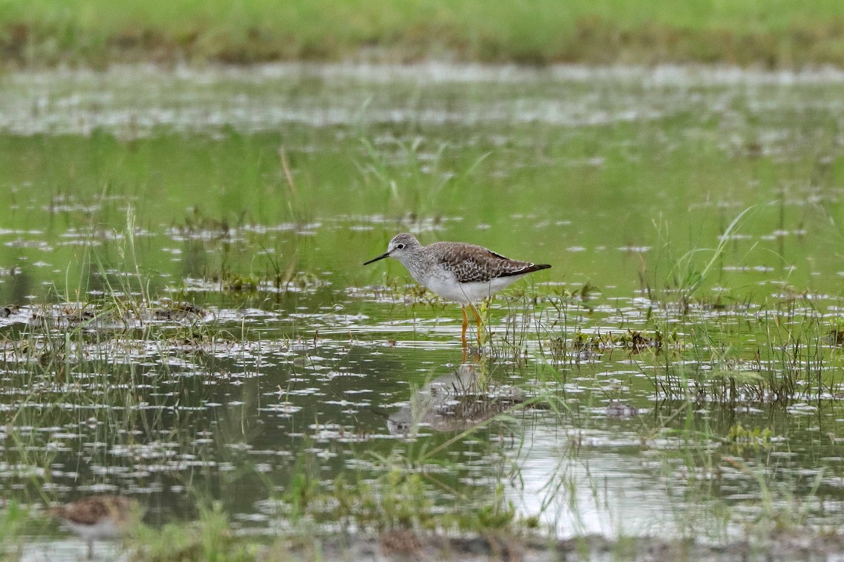 Lesser Yellowlegs - ML623214543