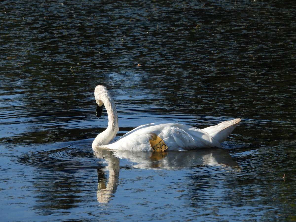 Trumpeter Swan - ML623214576