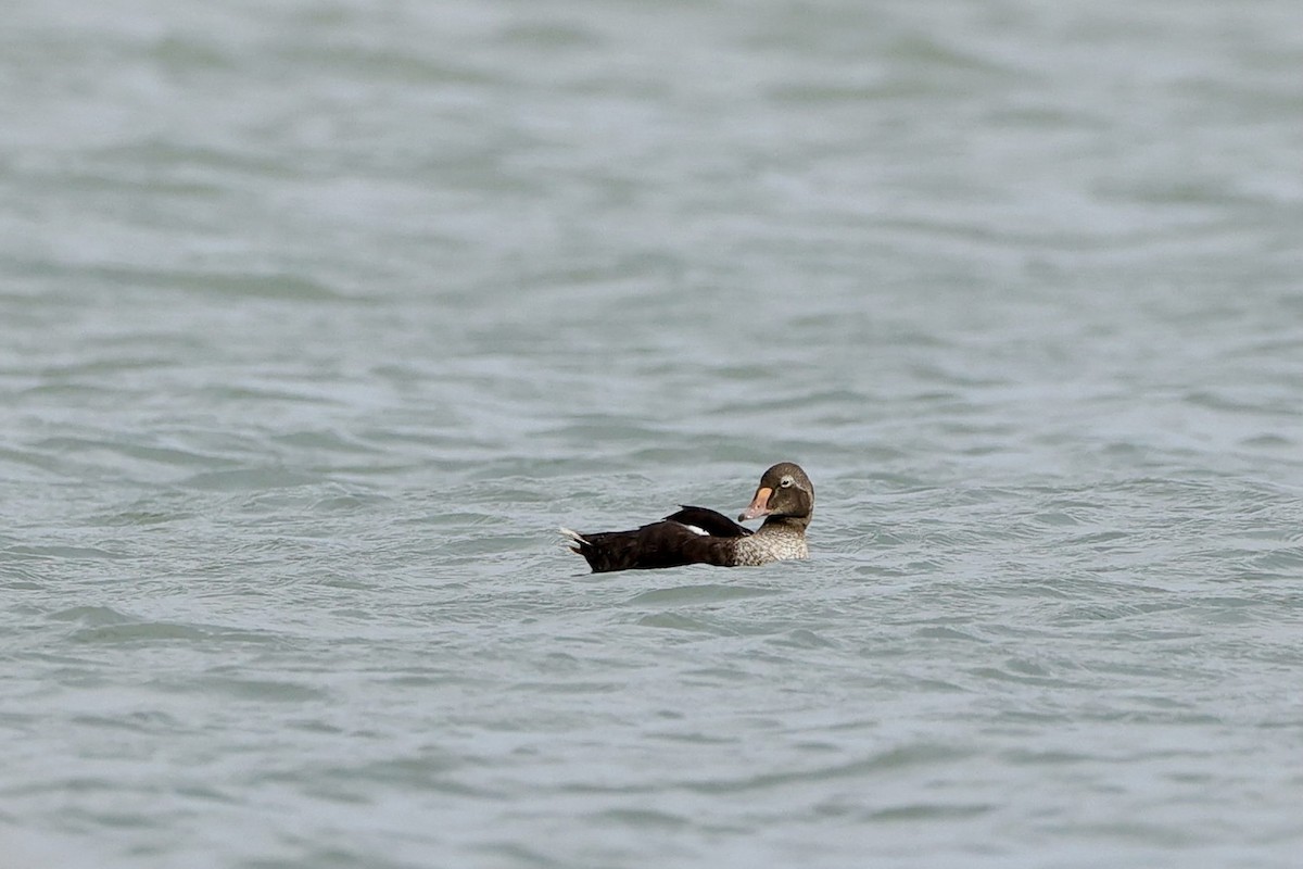 King Eider - ML623214587