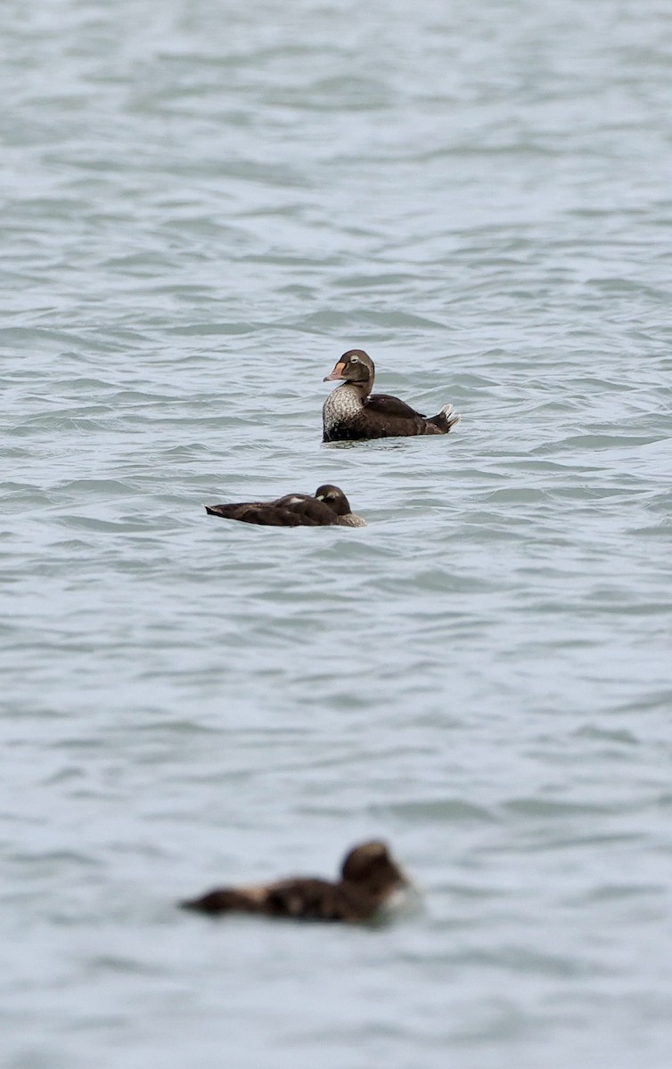 King Eider - ML623214588