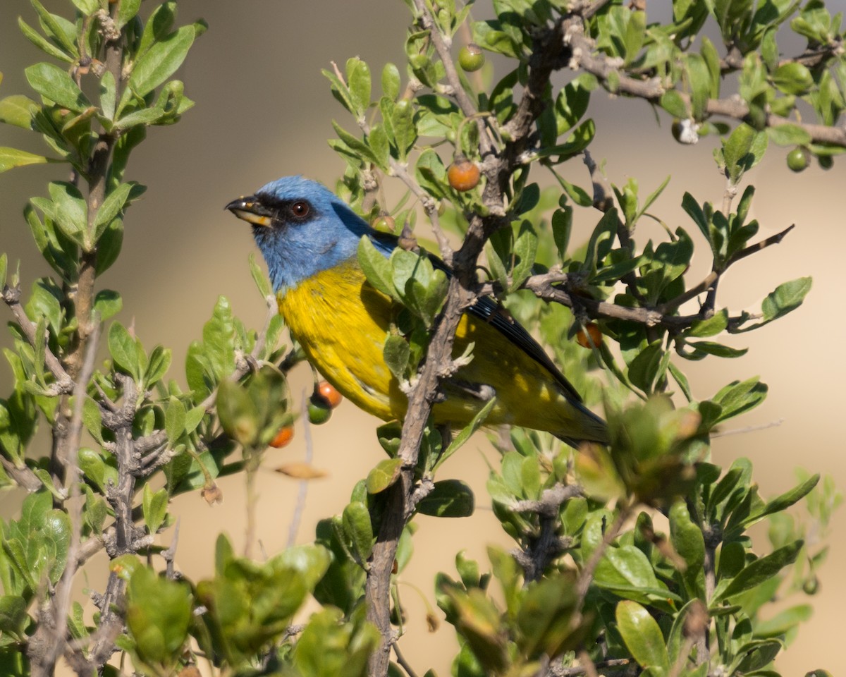 Blue-and-yellow Tanager - ML623214612