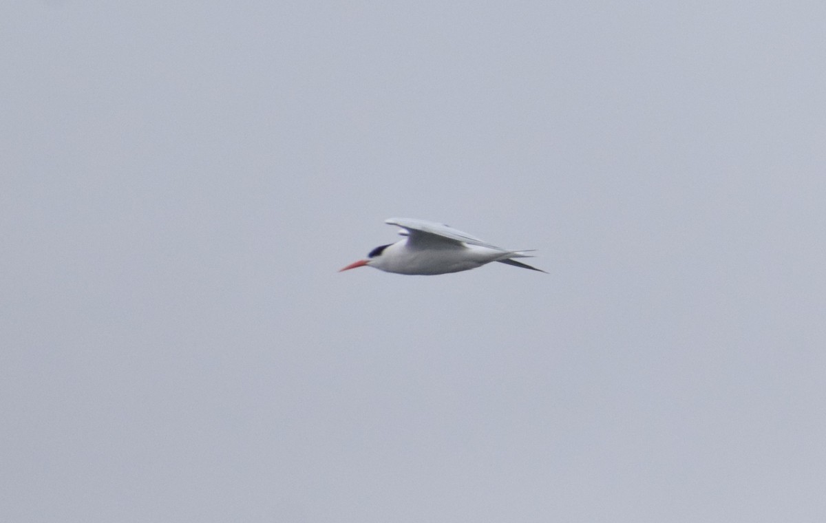 South American Tern - ML623214621