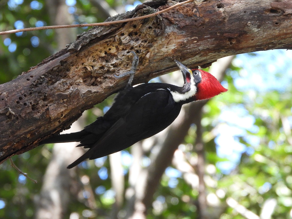 datel chacoský - ML623214635