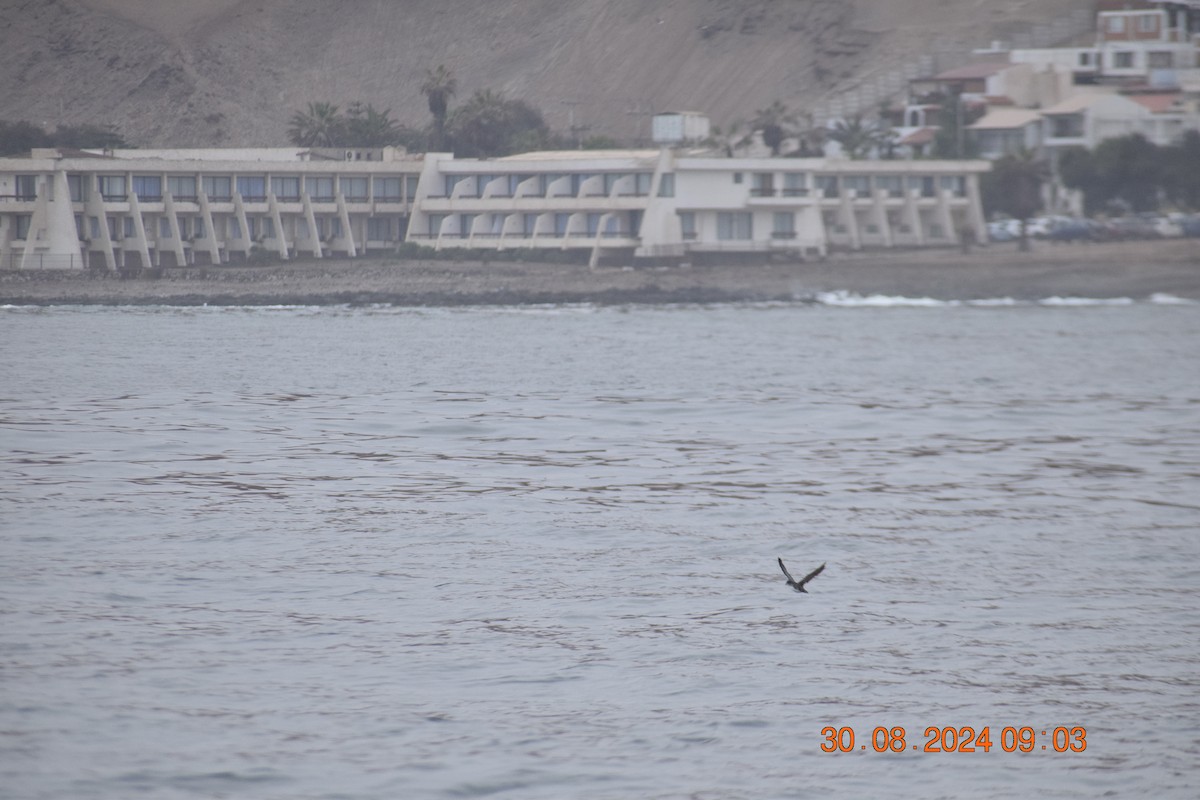 Peruvian Diving-Petrel - ML623214641