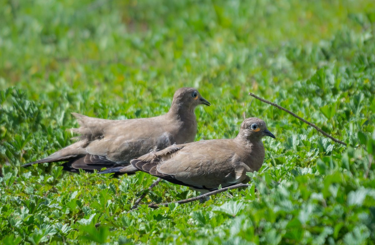 Black-winged Ground Dove - Diego Villagran