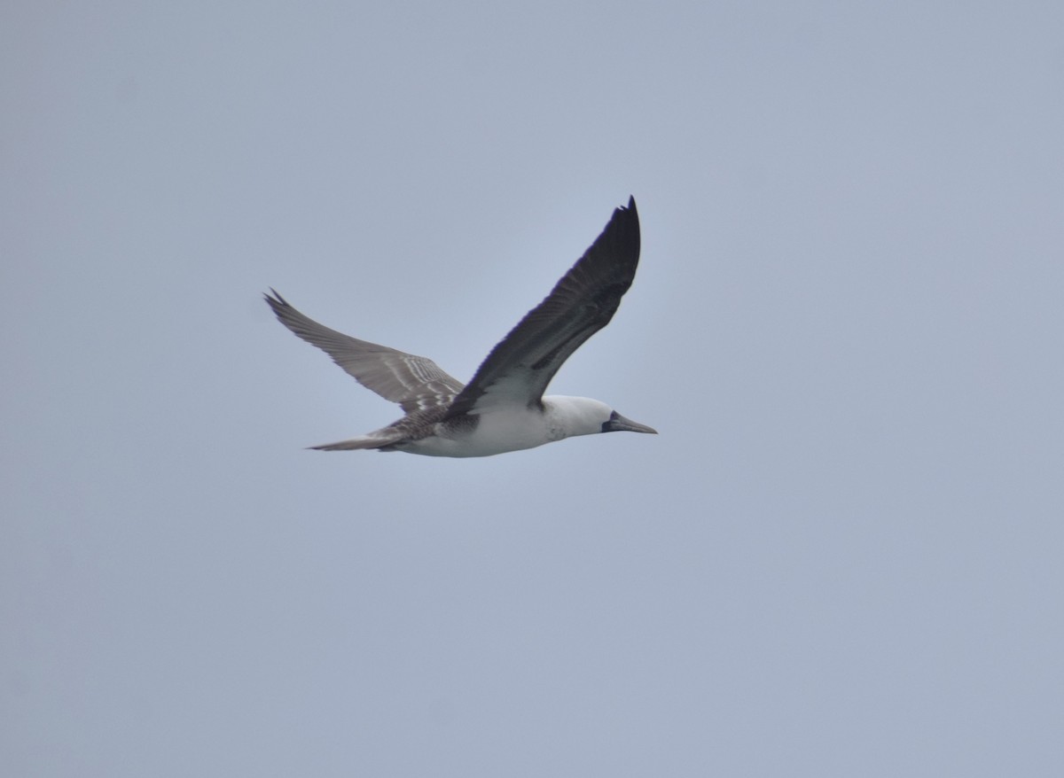 Peruvian Booby - Reynaldo Valdivia Reyes