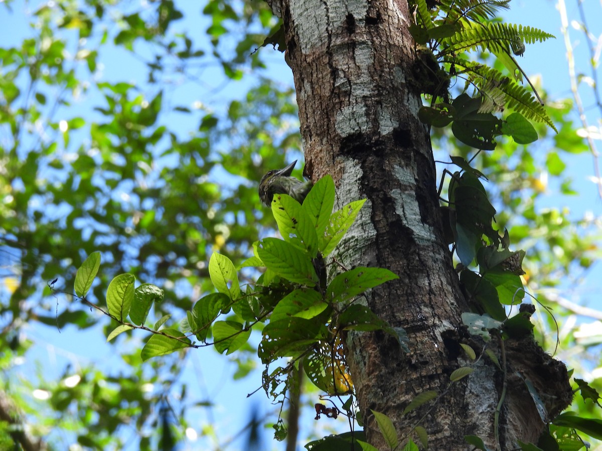 Green-eared Barbet - ML623214683