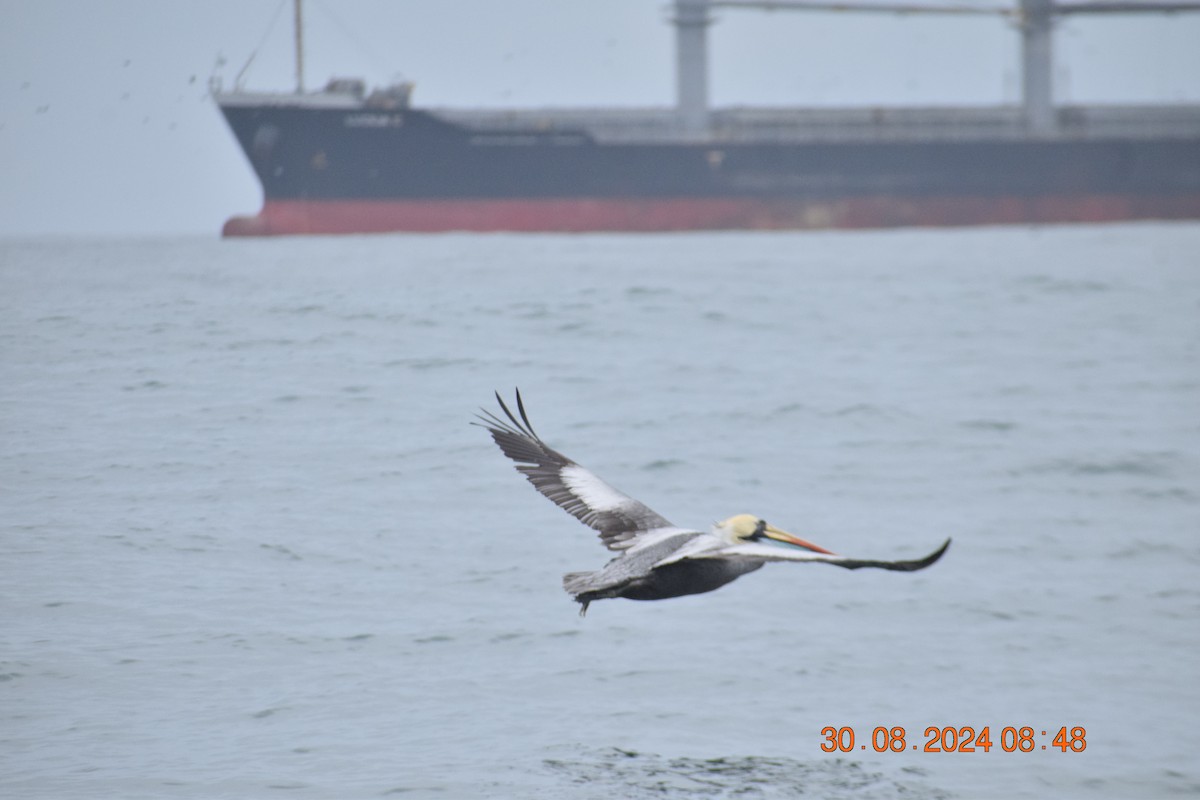 Peruvian Pelican - ML623214708