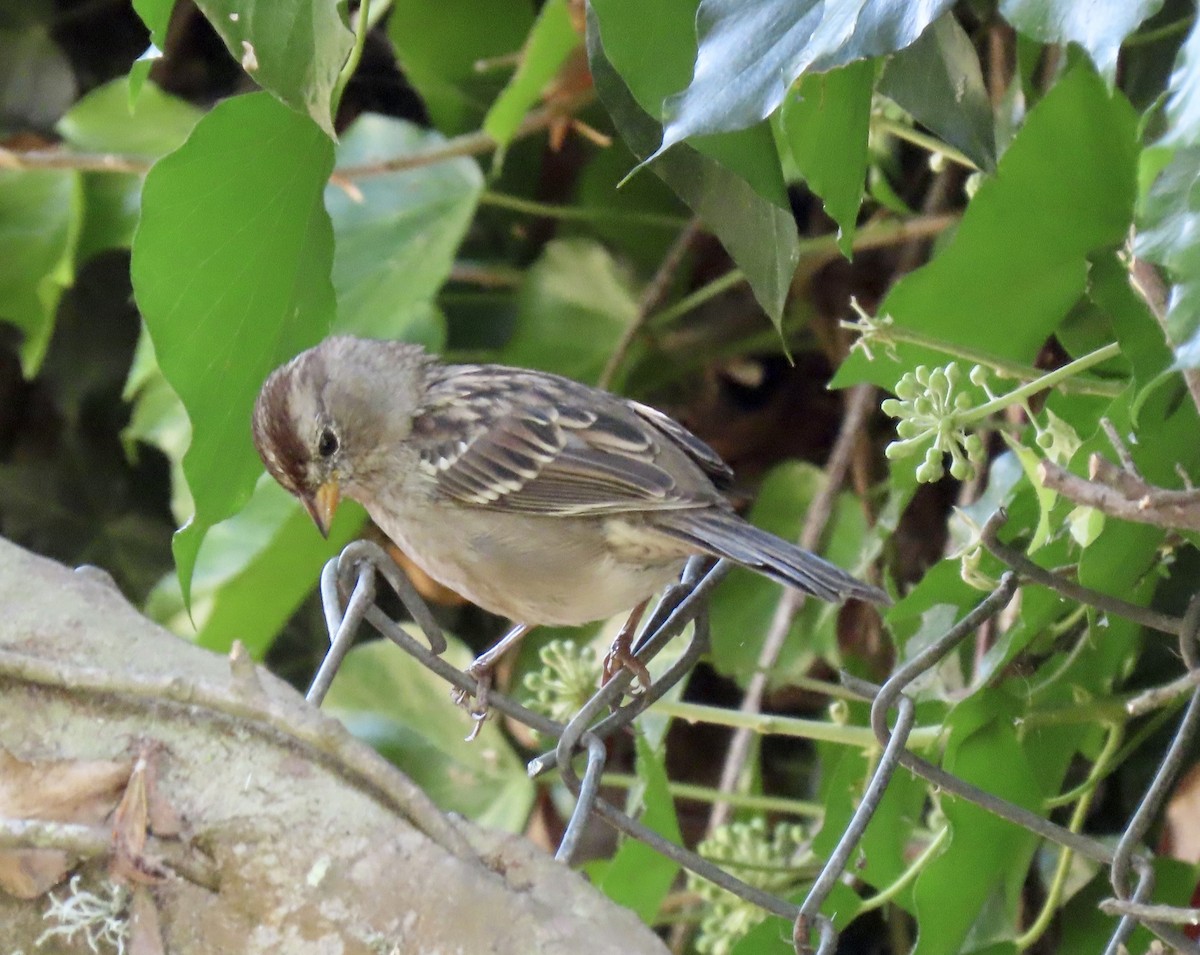 White-crowned Sparrow (nuttalli) - ML623214717