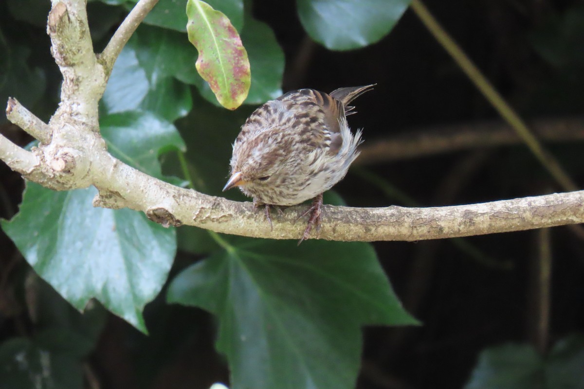 White-crowned Sparrow (nuttalli) - ML623214719