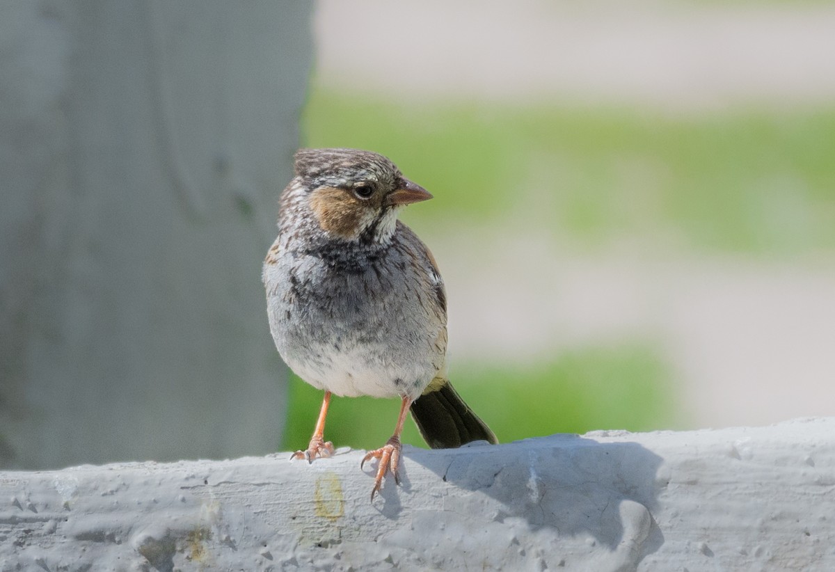 Mourning Sierra Finch - ML623214720