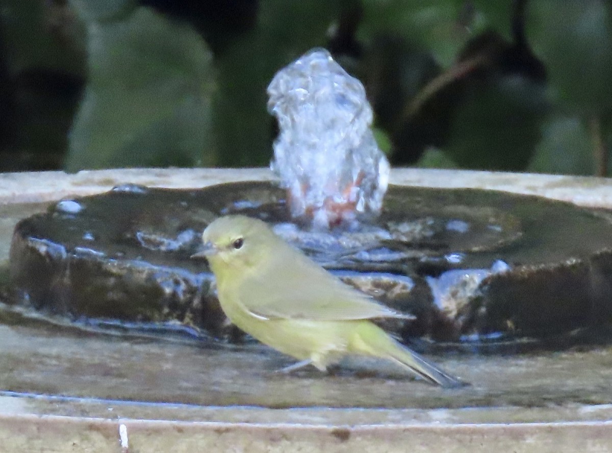 Orange-crowned Warbler - ML623214736