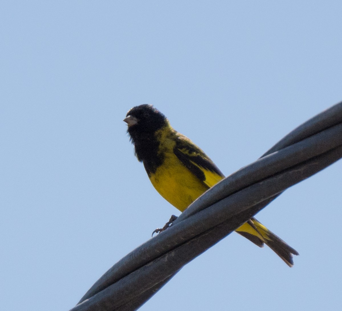 Yellow-rumped Siskin - ML623214738