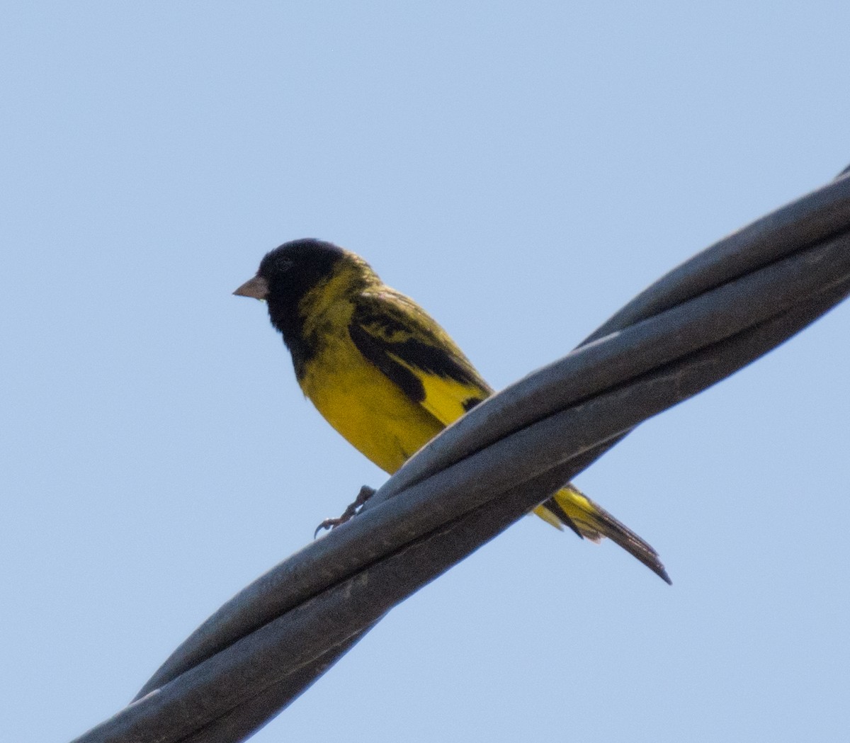 Yellow-rumped Siskin - ML623214739