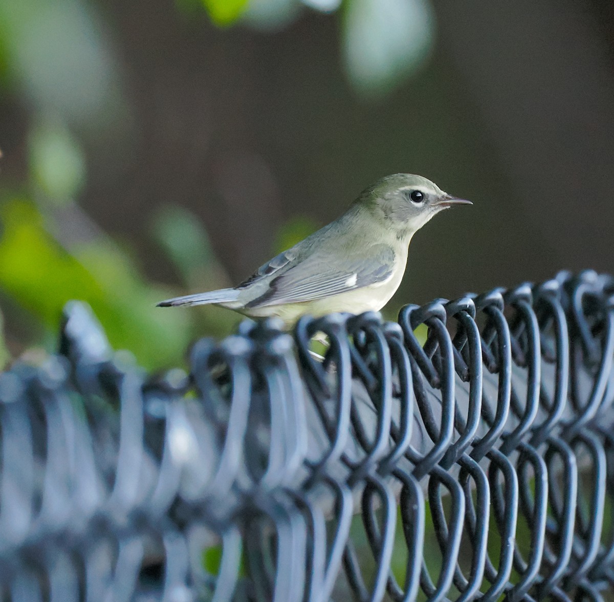 Black-throated Blue Warbler - ML623214822