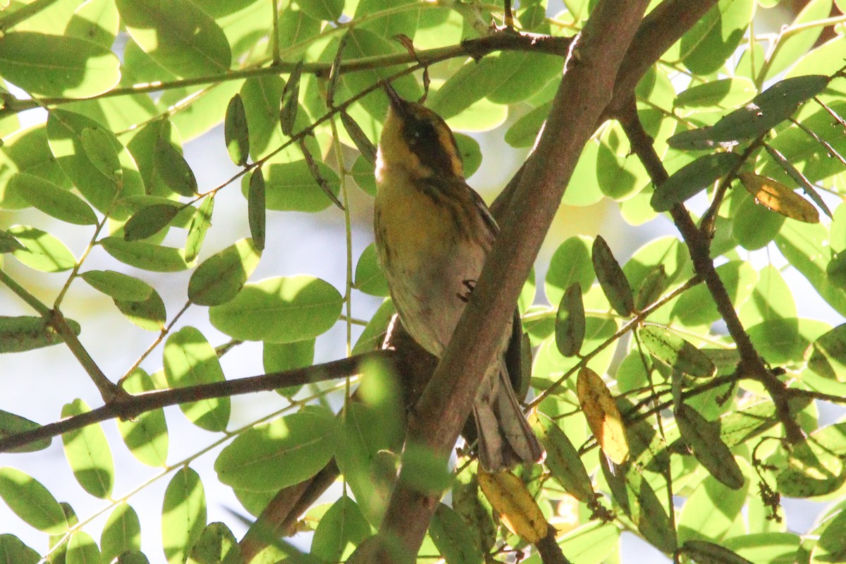 Townsend's Warbler - ML623214826