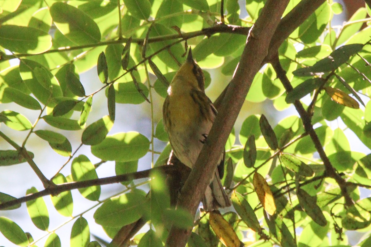 Townsend's Warbler - ML623214827