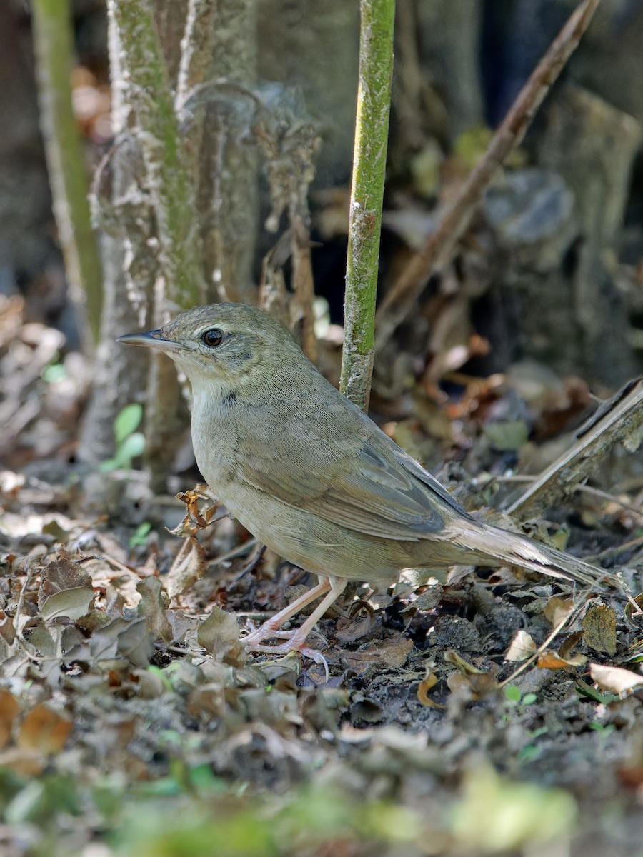 Chinese Bush Warbler - ML623214836