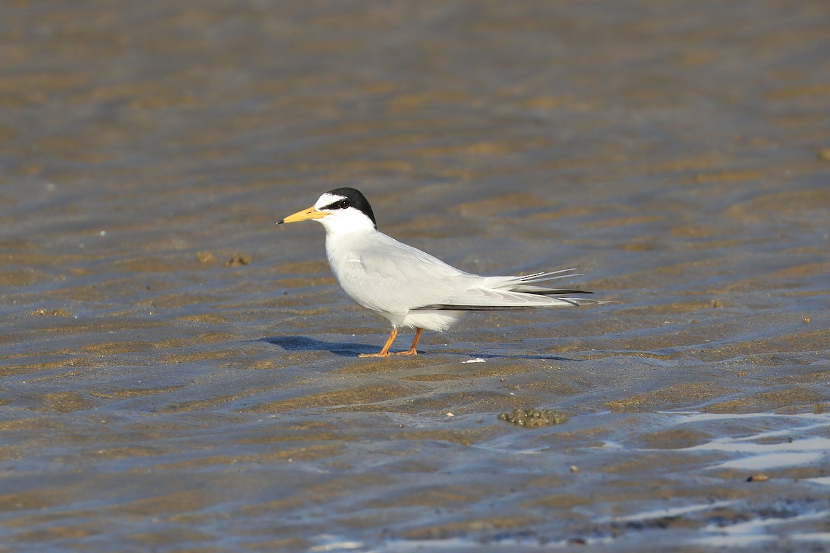 Little Tern - ML623214856