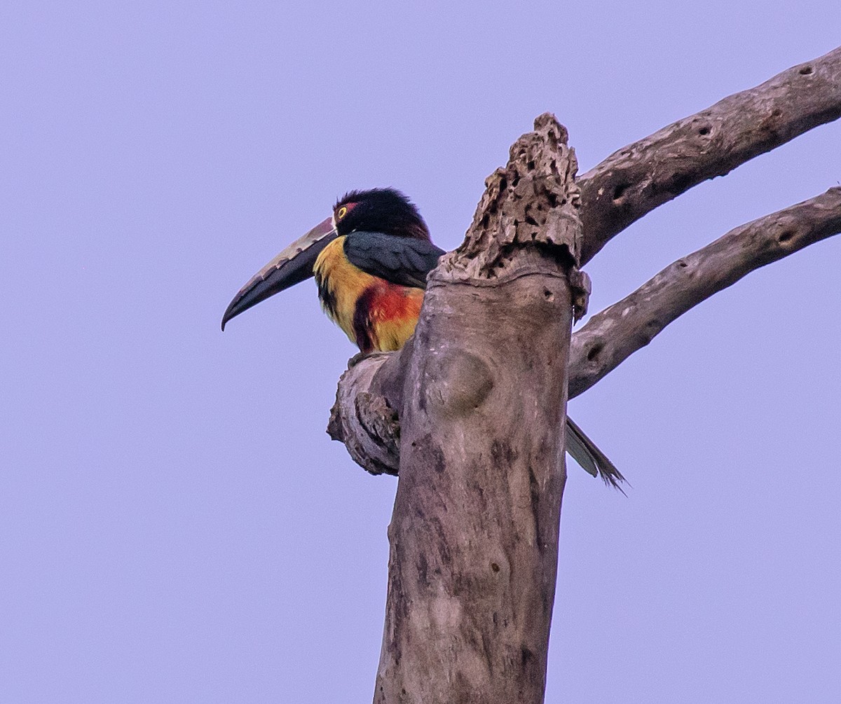 Collared Aracari - ML623214860