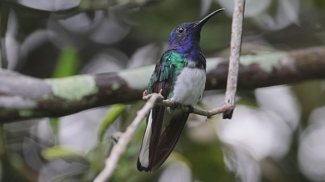 White-necked Jacobin - ML623214878