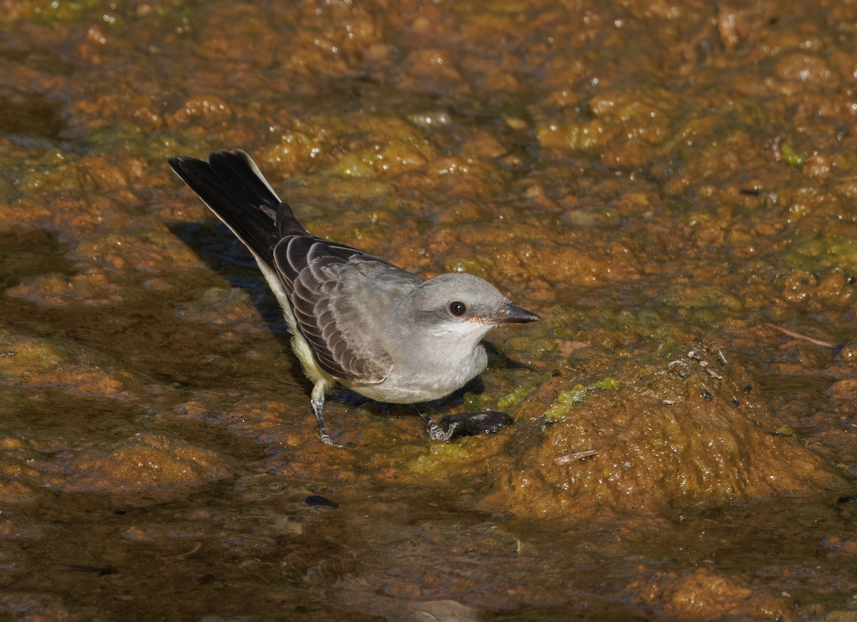 Western Kingbird - John Callender