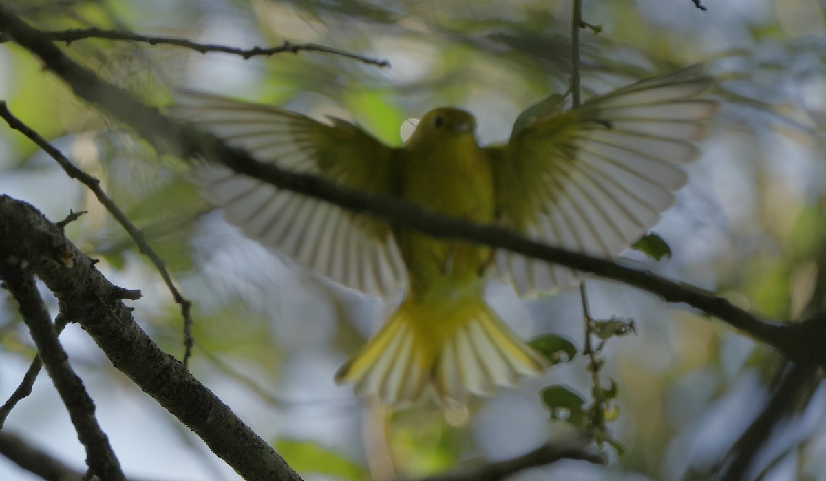 Paruline jaune - ML623214916