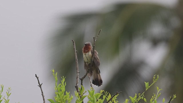 Dwarf Cuckoo - ML623214963