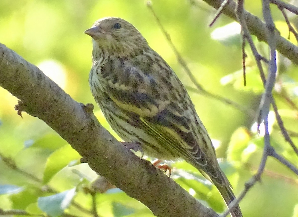 Pine Siskin - ML623214987