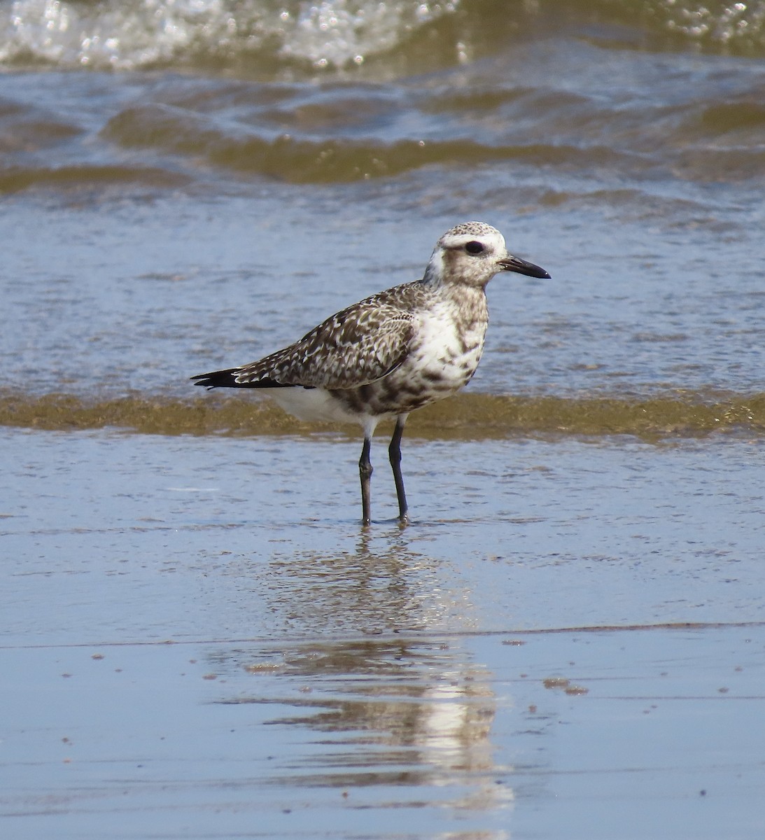 Black-bellied Plover - ML623214988