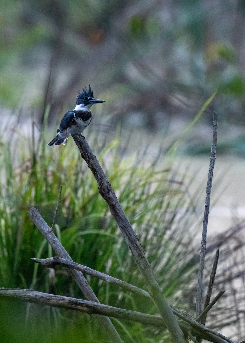 Belted Kingfisher - ML623214993