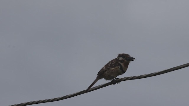 Russet-throated Puffbird - ML623215019