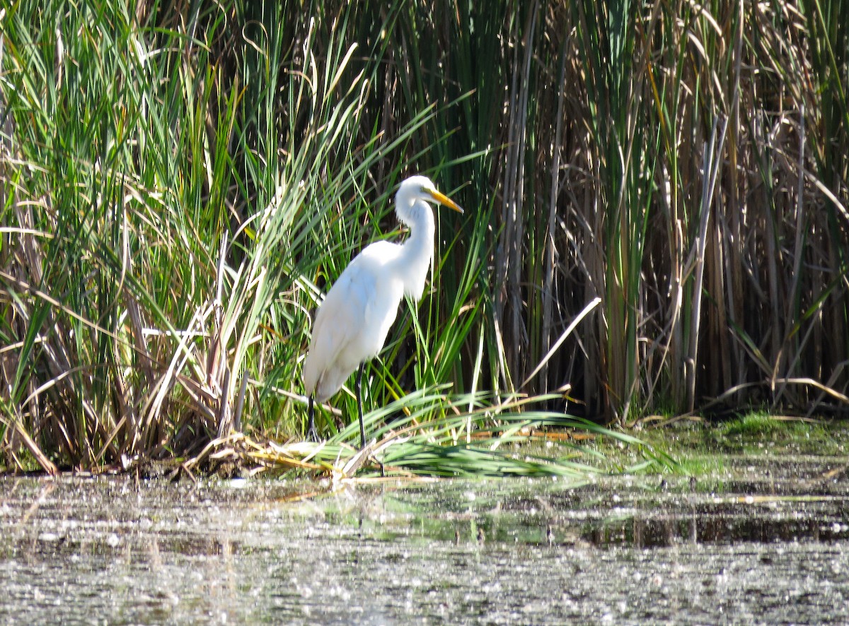 Great Egret - ML623215091