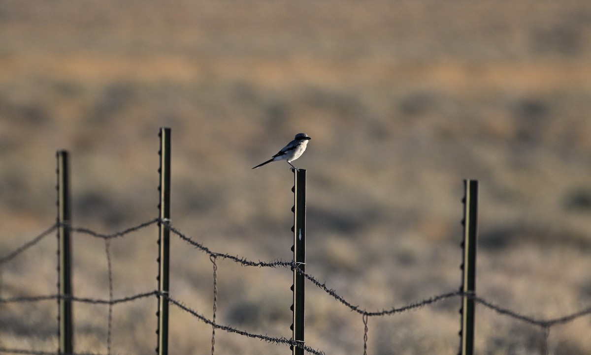 Loggerhead Shrike - ML623215219