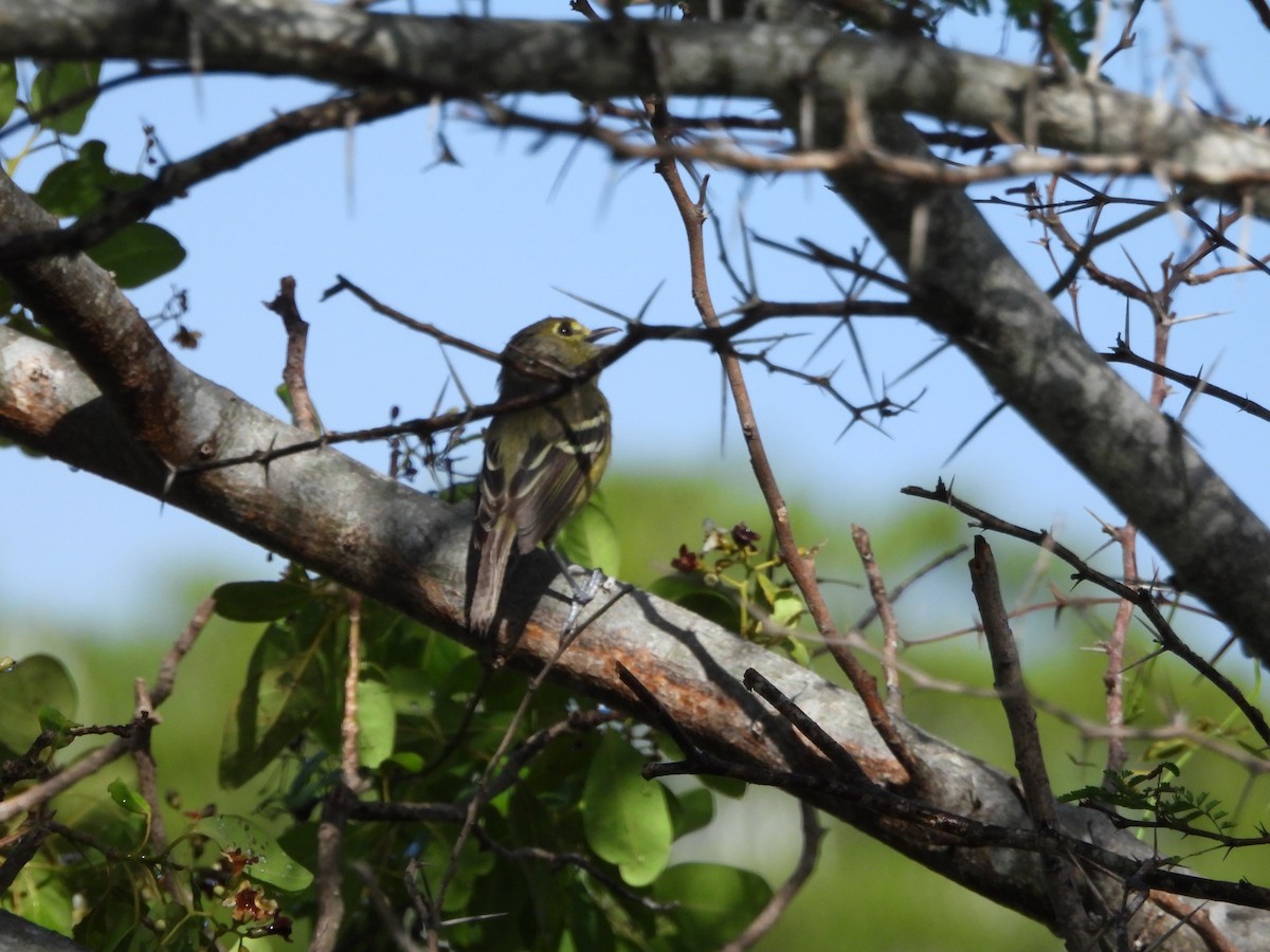 Vireo Piquigrueso - ML623215227