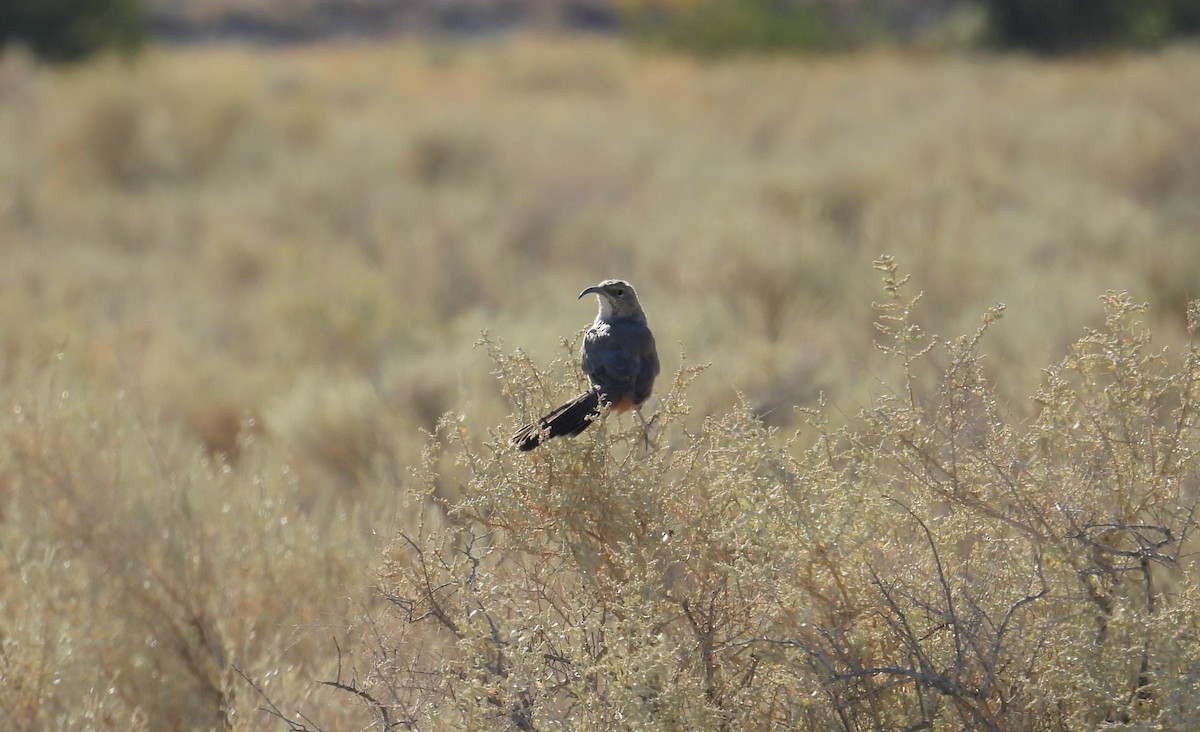 LeConte's Thrasher - ML623215267